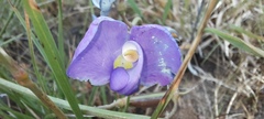 Swainsona procumbens