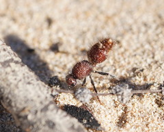 Ephutomorpha ferruginata