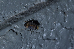 Wekamiris auropilosus