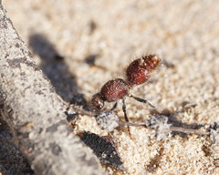 Ephutomorpha ferruginata