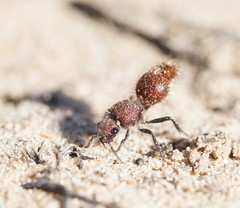 Ephutomorpha ferruginata