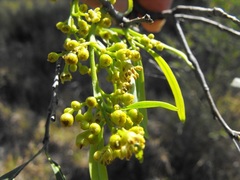 Alectryon oleifolius