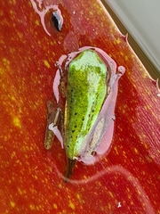 Litoria fallax