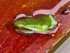 Litoria fallax