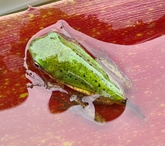 Litoria fallax