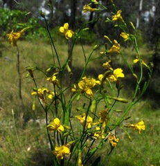 Goodenia paniculata