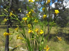 Goodenia paniculata