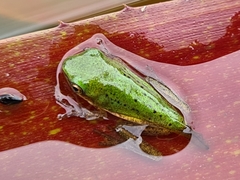 Litoria fallax