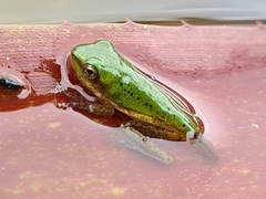 Litoria fallax