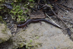 Plethodon dorsalis