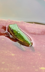 Litoria fallax