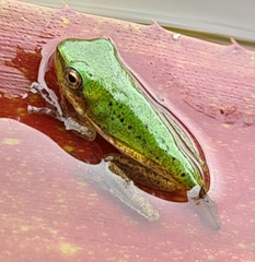 Litoria fallax