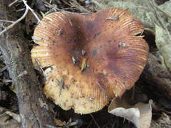 Russula vinaceocuticulata