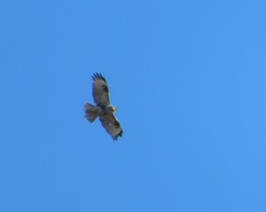 Buteo japonicus