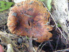 Russula vinaceocuticulata
