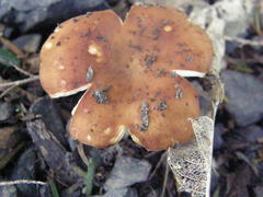 Russula vinaceocuticulata