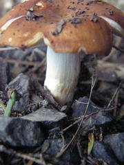 Russula vinaceocuticulata