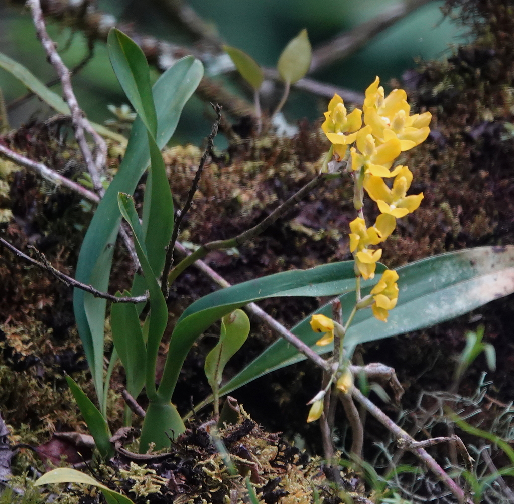 Oncidium warszewiczii