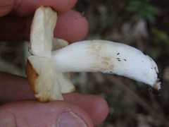 Russula vinaceocuticulata