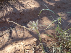 Dactyloctenium radulans