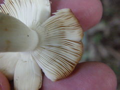 Russula vinaceocuticulata