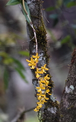 Oncidium warszewiczii