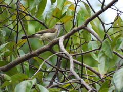 Pachycephala simplex