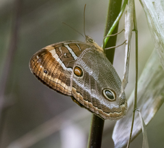Opoptera syme