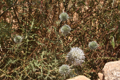 Echinops spinosissimus