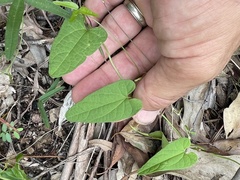 Aristolochia meridionalis