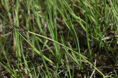Carex orbicularis kotschyana