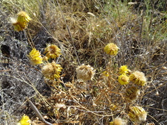 Xerochrysum interiore