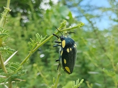 Sternocera orissa orissa