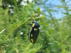 Sternocera orissa orissa