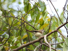Pachycephala simplex