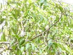 Pachycephala simplex