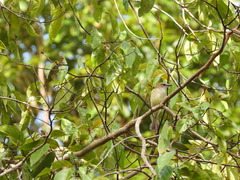 Pachycephala simplex