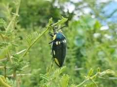 Sternocera orissa orissa