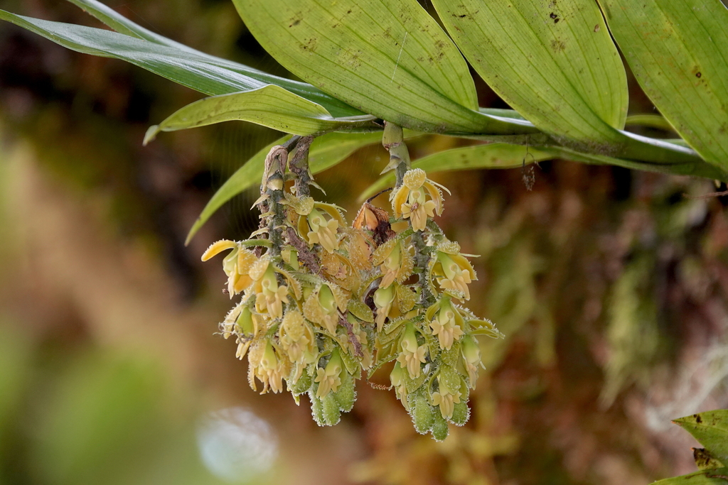 Epidendrum muricatisepalum