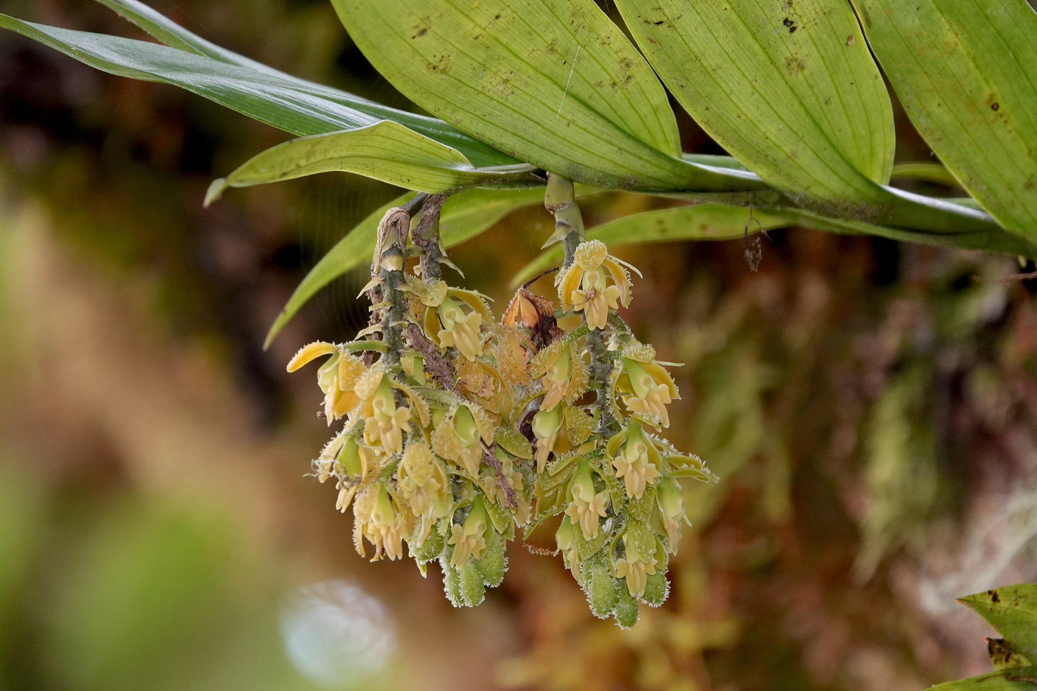 Epidendrum muricatisepalum Hágsater