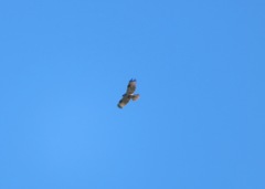 Buteo japonicus