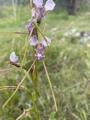 Diuris dendrobioides