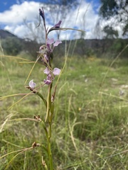 Diuris dendrobioides