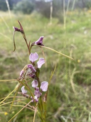 Diuris dendrobioides