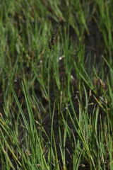 Carex orbicularis kotschyana