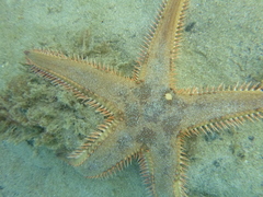 Astropecten polyacanthus
