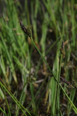 Carex orbicularis kotschyana
