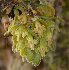 Epidendrum muricatisepalum