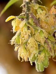 Epidendrum muricatisepalum