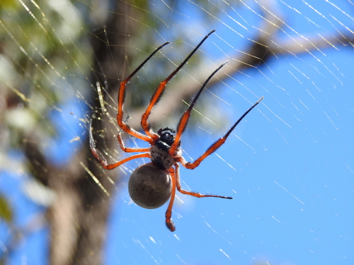 Australian Golden Orbweaver